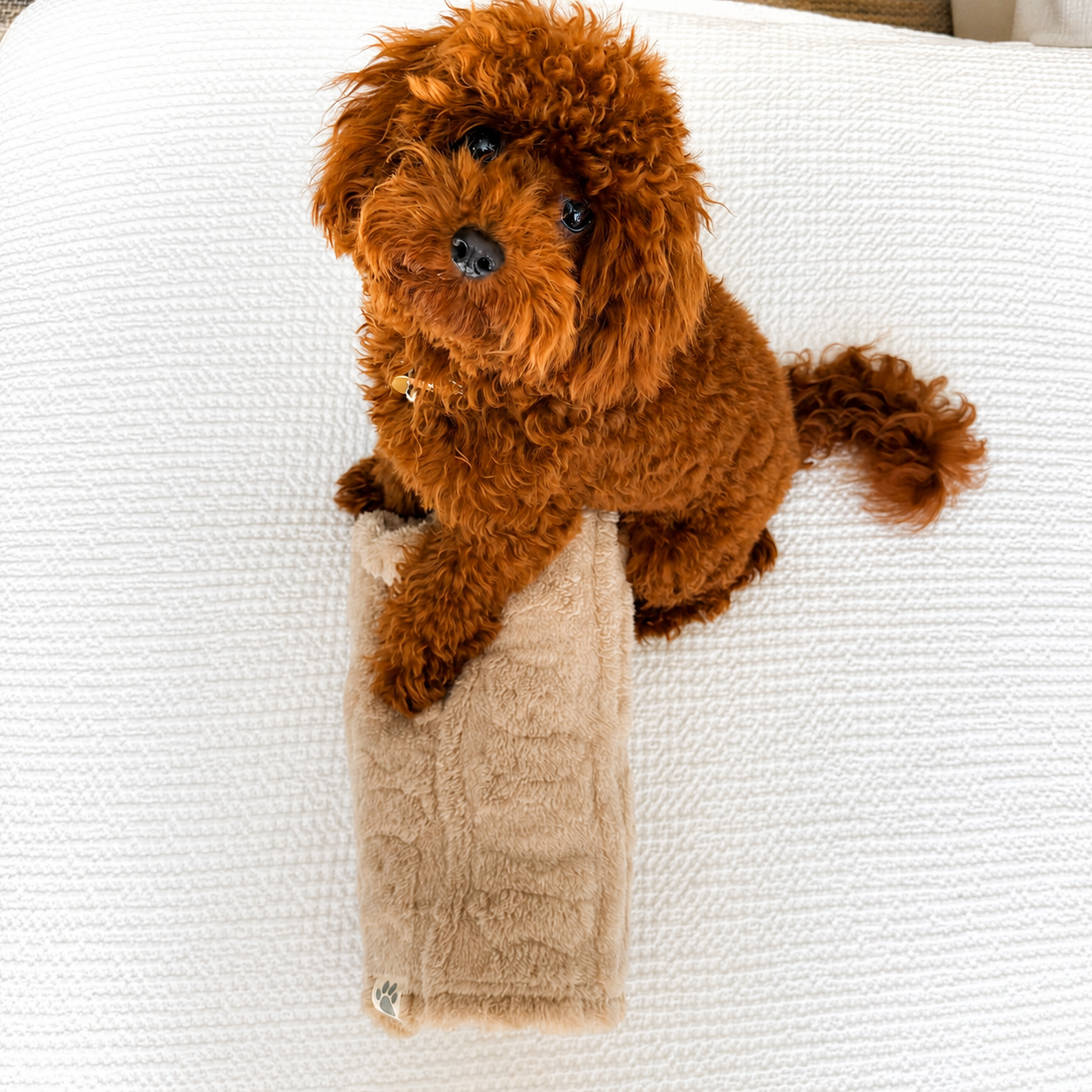 Ali+Oli Pets Ultra-Soft Coral Fleece Dog Blanket (Bears)