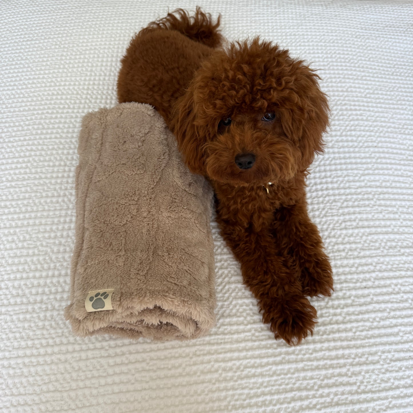 Ali+Oli Pets Ultra-Soft Coral Fleece Dog Blanket (Bears)
